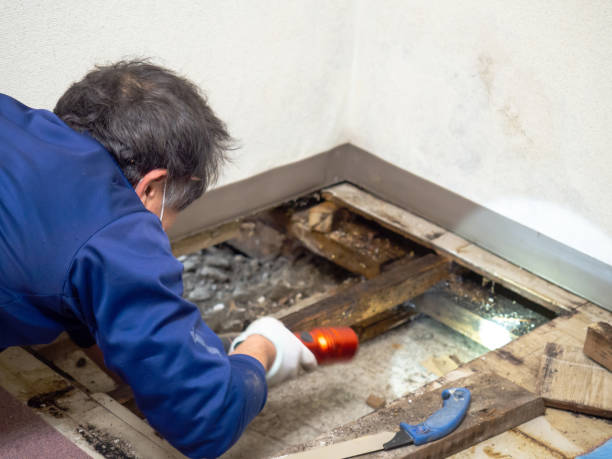 Best Emergency Mold Removal  in Goodland, KS