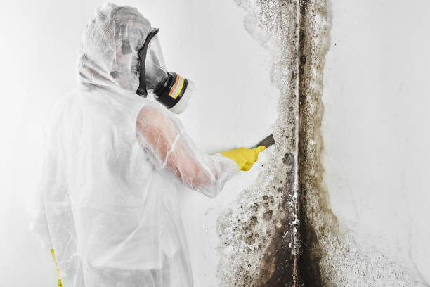 Best Affordable Mold Removal  in Goodland, KS