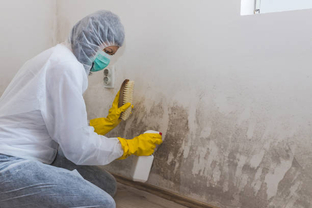 Office Mold Removal Services in Goodland, KS