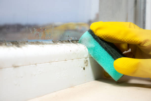 Attic Mold Removal in Goodland, KS