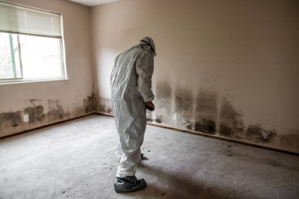 Best Home Mold Removal  in Goodland, KS