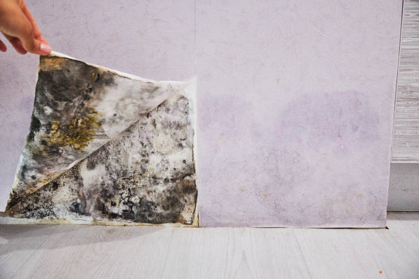 Best Black Mold Removal  in Goodland, KS